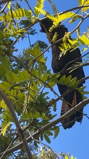 30K views · 1.2K reactions | This looks like a juvenile Red-Tailed Black Cockatoo. Parents often leave them here while they go off foraging for food.. the little cries are heart-wrenching ! They will come back .. he/she has not been abandoned . 殺❤️It is perched above Abby and Autumn.. hopefully not learning bad behaviour 藍 | Macaws And More | Facebook