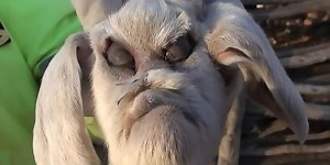 The "evil" goat that scared the residents... for three hours! (Video)