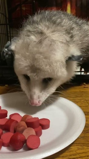Pip squeak the possum eating supper