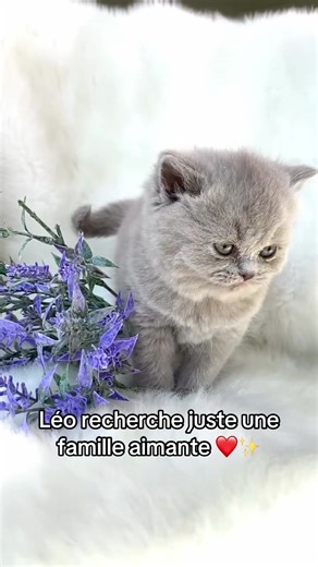 Chaton a adopter #chaton #adoption #cat #british #paris