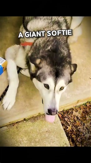 Giant Husky Just Wants a Hug❤️