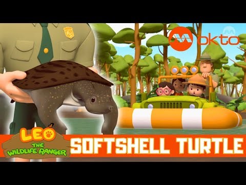 Cute! These TURTLES' shells are so SOFT! | Leo the Wildlife Ranger Spinoff S5E02 | ‪@mediacorpokto‬