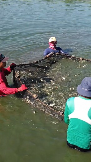 Fingerlings | W Bush Tv