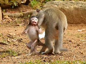 sadness day tiny baby Jonna cry and cry by horr-or in hurt called momma Jane for save when she got hurting by kidnapper #Animallover | Mata Monkeys