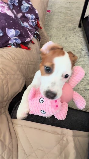 Adorable Piggy Toy for My Jack Russell Terrier