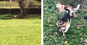 Farmer watches on in horror as Alsatian dogs savage sheep to death