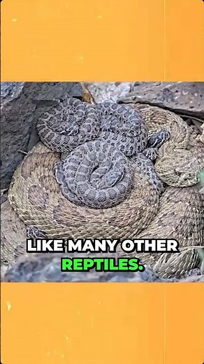 Nightmare den 2,000+ rattlesnakes give birth at once — shocking live footage
