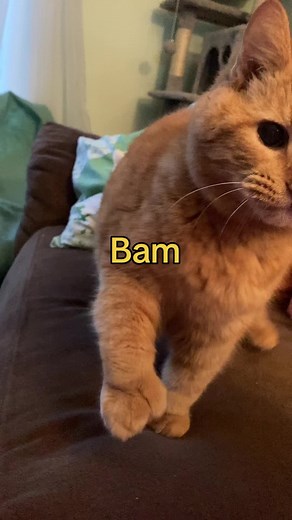 Bam Bam Cat Fight Compilation
