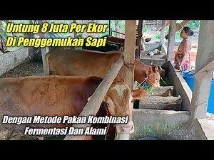 Penggemukan Sapi Metode Semi Alami Bisa Untung 8 Juta/Ekor