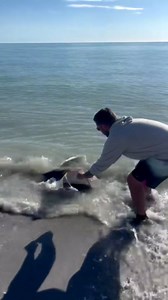 The Reaper Keeper Pro Shark Rig – 3ft 480lb Bite-Proof Stainless Leader, 12/0 Circle Hook, for Surf Casting and Big Game Fishing