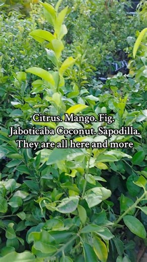 1.9K views · 11 reactions | Step into a world of abundance at The...