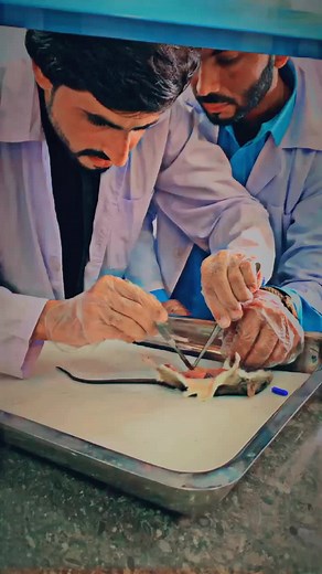 Rat Dissection: Identifying Different Glands in Mammals