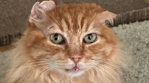47K views · 2.7K reactions | Woman has sweetest response when street cat asks for help We interviewed instagram.com/chroniclesof.garfield for this video produced exclusively by GeoBeats. | GeoBeats Animals | Facebook