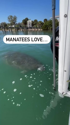 Happy Earth Day from the Manatee County Sheriff’s Office! Please remember to watch for No Wake Zones and never touch the manatees! #EarthDay #ManateeSheriffMarine | Manatee County Sheriff's Office