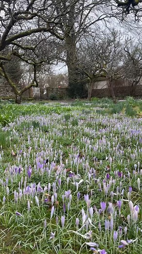 Rachel 🧚‍♀️ on Instagram: "The prettiest blanket of purple . . . . . #crocus #springflowers"