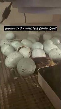 New Life on the Farm 💚 Celadon Quail Hatching