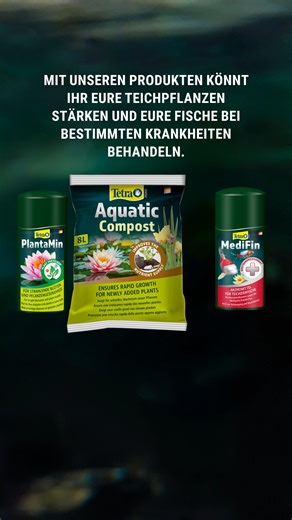 Im Sommer brauchen nicht nur eure Fische, sondern auch die Pflanzen im Teich die richtige Pflege. 🌿☀️ Wir zeigen euch, wie ihr mit Tetra Pond PlantaMin und Tetra Pond AquaticCompost eure Wasserpflanzen optimal versorgt – für kräftiges Wachstum und satte Farben. Außerdem mit dabei: Tetra Pond MediFin – damit ihr im Ernstfall schnell handeln und eure Fische bei Krankheiten unterstützen könnt. #tetra #pond #pondcare #gartenteich #gartenteichpflege #wasserpflege #wasserpflanzen #krankheiten | Tetra
