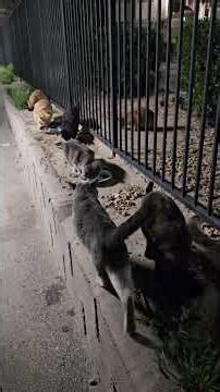 Wednesday, March 4th; Stray Cats Edition.