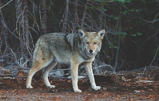 How To Find A Coyote Den - The Ultimate Guide - Adventure Footstep