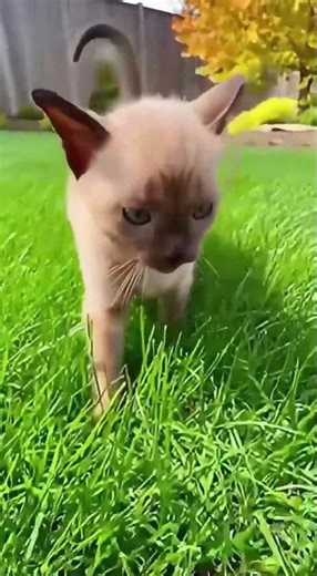 Burmese Cat Breeds
