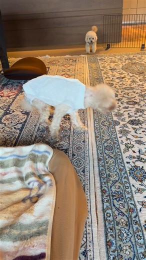 まろんとあんず on Instagram: "おはようございます☺️ 早朝お散歩 途中☂️ポツポツ 急いで帰りました🐶🐾 🚿🧴🪥💩🐶🐶⭕️ 最近とってもウロウロさんが激しくなって来ました🐶 バリケード🚧あちこちににおいてますが 予期せぬ隙間に入るので😳😱 目が離せません😂 ウロウロする元気があるので 🍚もスムーズに完食 とっても元気なマロンです 複雑な気持ちになります😅 プチアンアンさんからご好意でいただきましたお洋服 暑がりマロンレース生地で背中ボタン 頭から被ること無くシニアちゃんには 助かるお洋服ですね♡ #toypoodle #tinypoodle #teacuppoodle #mydog #maron anzu maroazu アプリコットプードル ティカッププードル マロあず 愛犬 仲良し 多頭飼 癒し犬 シニア犬 ハイシニア犬 花のある暮らし 多肉植物 エアープランツ 簡単手作りおやつ おやつ コーヒ반려견 멍멍이 강아지"