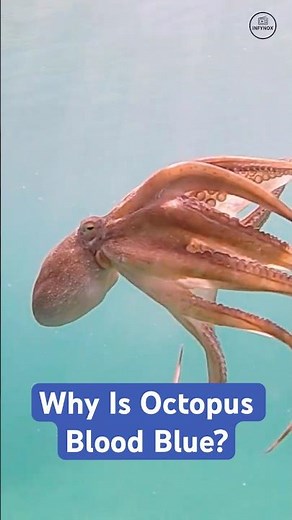 Why Is Octopus Blood Blue?