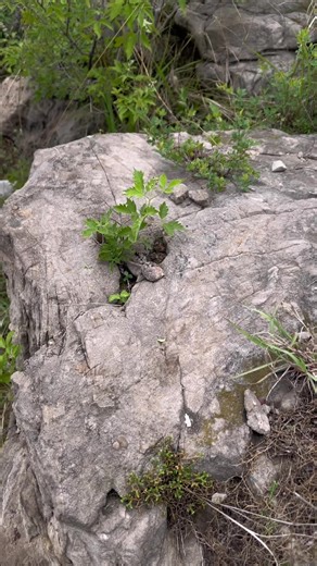 The Sad Journey of a Bonsai Tree