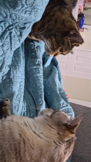 wonderwoman Cats (@wonderwomanideas)’s videos with Trouble on Four Legs - WanNyan