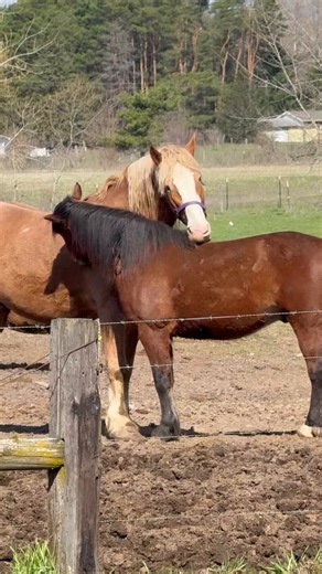 Good afternoon beautiful people I am really late posting today because I have been in 2 Amish communities doing a few home visits and running errands. I picked up our dairy products today. It’s a gorgeous day 69° and sunny. Our houseguest left this morning and I’m ready to go to work in the greenhouse. Have a blessed day. Here is a video from the Amish farm. The horses are shedding their winter coats and these two are grooming each other.