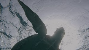 Sea turtle slowly swimming in blue water through sunlight. Marine life tropical turtle in wild nature. Scuba on wildlife. Underwater serene swimming beautiful green turtle in sea alone with nature Stock Video