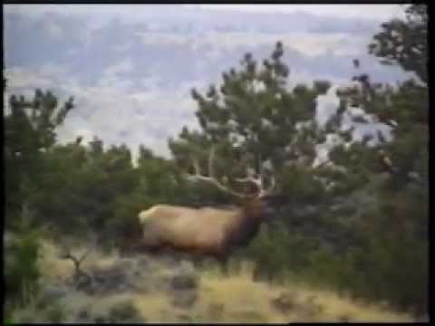 How to: Call in Elk Using the Power Bugle (Wyoming Thunder Bulls)
