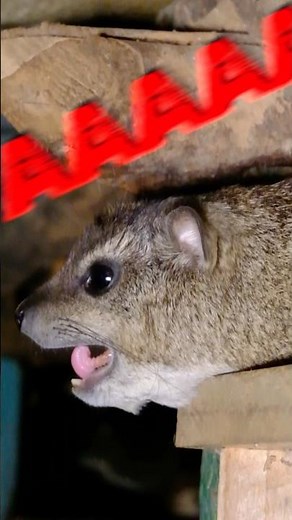 An extremely focused hyrax 📣 | Funny wildlife sounds