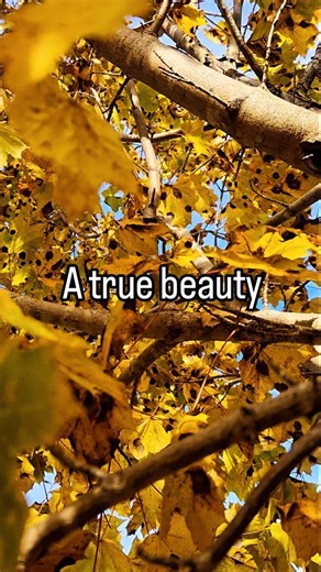 The beauty of Newfoundland's fall is truly unmatched #newfoundlandlabrador #explorenl #visitnewfoundlandandlabrador #fallfoliage #canada | Visit Newfoundland and Labrador