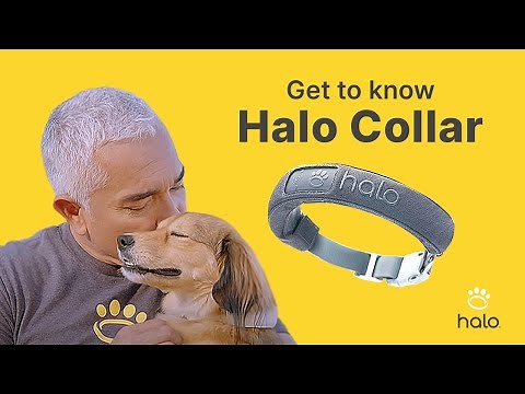 GET TO KNOW HALO COLLAR - VIRTUAL DOG FENCES POWERED BY GPS TECHNOLOGY THAT KEEP YOUR DOG SAFE