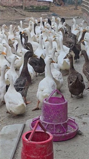 “Complete Duck Farming Guide | Breeds, Feeding, Housing & Profit Tips”