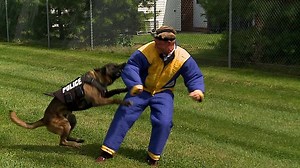 Carlisle police get new K9 bite suit that FOX43 reporter tries