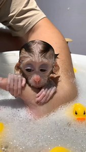 Cute baby monkey taking bath . . . . #BabyMonkey #MonkeyLovers #viral #reels #trending #photography | Baby Monkeyz