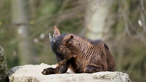 Goat, Cub, Small. Free Stock Video