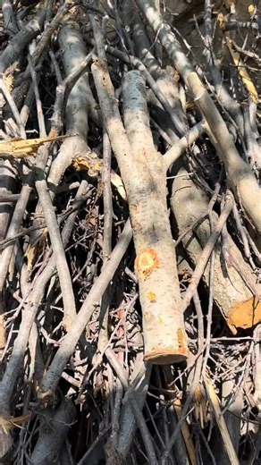 🎬🐭Cartoon imagination🦁❤️ - - - - - #cartoonmovie #animationfun #familyentertainment #movienight #funnycartoon #animatedfilm #kidsfun #dailyentertainment #cartoonlovers #animationlife | Bull Warrior