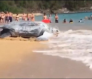 17K views · 120 reactions | The largest sea turtle in the sea | Media 4 | Facebook