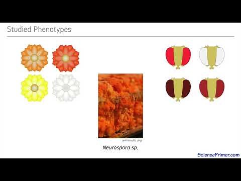 Beadle and Tatum Part 1: Neurospora crassa