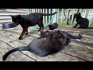 This Black Cat Mommy Reminds Her Kittens That Happiness Is The Word Of The Day!