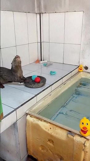 Otter Live: Swimming, Eating, Jumping & Flipping 😂 #otter #riverotter #pets #funnyanimals #pet