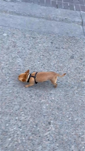 Milton exploring downtown 🏙️ #dog #doglovers #pets #chihuahua #chihuahualove | miltonnkez
