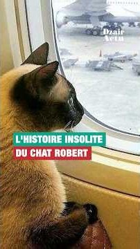 The unusual story of Robert the cat, who faces deportation to Algeria