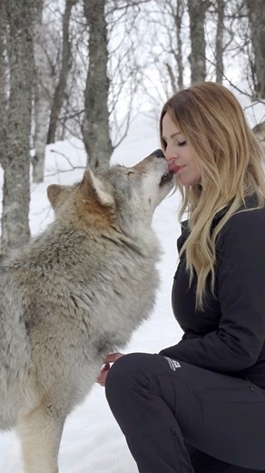 The Wolves recognise her after 4 years apart… Anneka returns to Norway to see the wolves she howled with years ago. #wolf #wolves #wolfpack #wolfhowl #wolfgirl #norway | Anneka Svenska