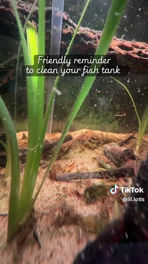 How to Clean Your Fish Tank Effectively