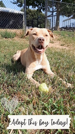 12K views · 200 reactions | Meet Tank. He's been at our shelter for...
