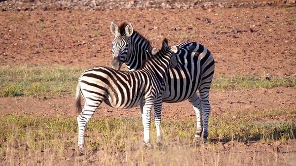 Zebra Facts for Kids in South Africa | Fun & Educational Wildlife Video