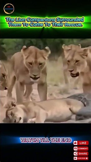 Can Five Lions Save Their Pride Mate From This Giant Python?